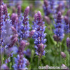 Salvia Salute Ice Blue