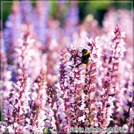 Salvia Salute Light Pink