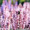 Salvia Salute Light Pink