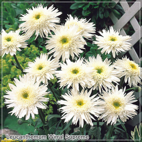 Leucanthemum Wirral Supreme