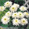 Leucanthemum Wirral Supreme