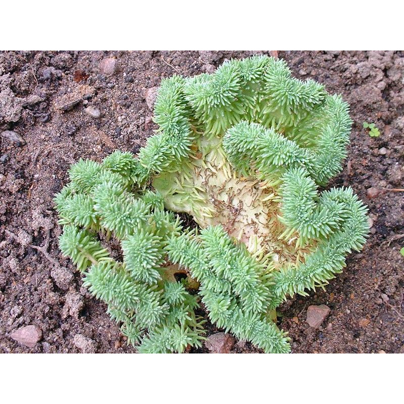 Sedum rupestre Cristatum