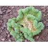 Sedum rupestre Cristatum