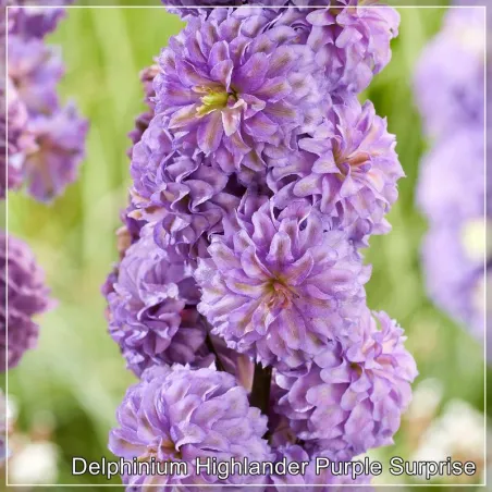 Delphinium Highlander Purple Surprise