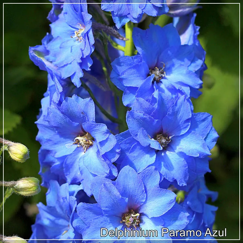 Delphinium Paramo Azul
