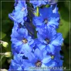 Delphinium Paramo Azul