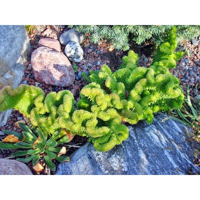 Sedum rupestre Cristatum