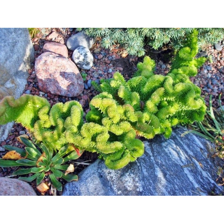 Sedum rupestre Cristatum
