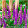 Veronica longifolia First Match