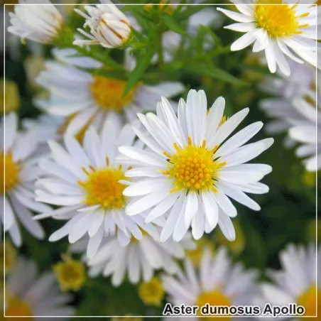 Aster Apollo