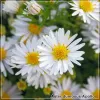 Aster Apollo G-9