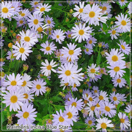 Kalimeris Blue Star