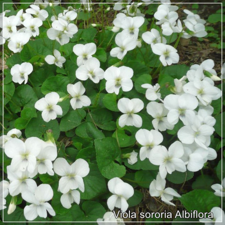Viola sororia Albiflora