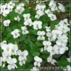 Viola sororia Albiflora