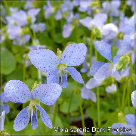 Viola sororia Dark Freckles