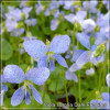 Viola sororia Dark Freckles