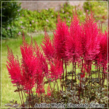 Astilbe Mighty Chocolate Cherry
