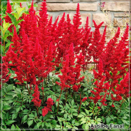Astilbe Fanal