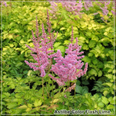 Astilbe Color Flash Lime