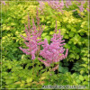 Astilbe Color Flash Lime