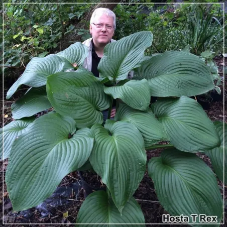 Hosta T Rex