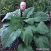 Hosta T Rex