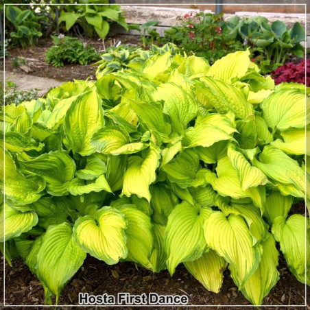 Hosta First Dance