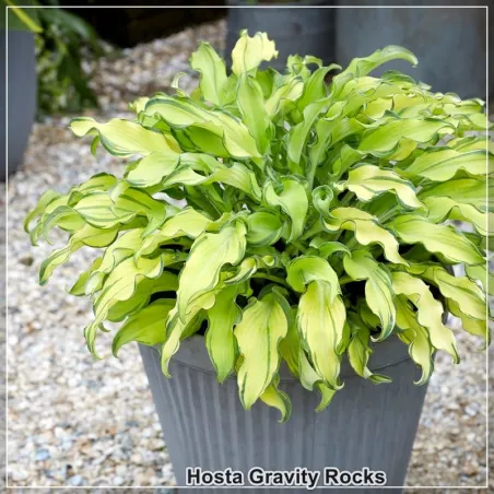 Hosta Gravity Rocks