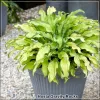 Hosta Gravity Rocks