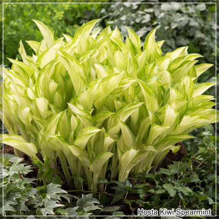 Hosta Kiwi Spearmint