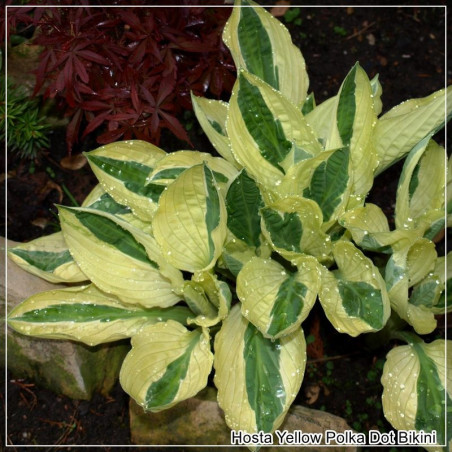 Hosta Yellow Polka Dot Bikini