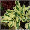 Hosta Yellow Polka Dot Bikini