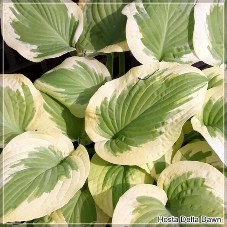 Hosta Delta Dawn