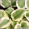 Hosta Delta Dawn