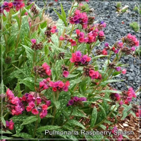 Pulmonaria Raspberry Splash