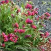 Pulmonaria Raspberry Splash