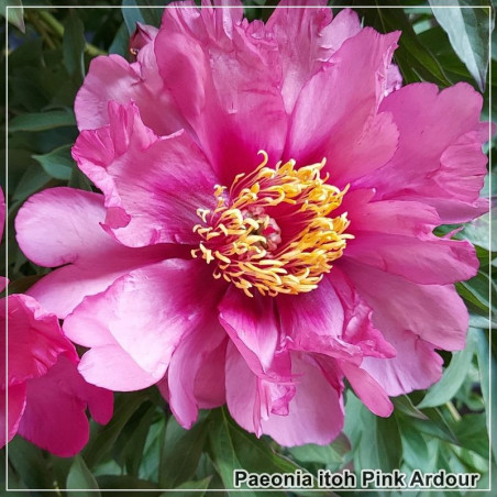 Bujor Pink Ardour