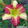 Crin de zi - Hemerocallis Mike Reed