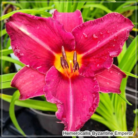 Hemerocallis Byzantine Emperor