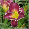Hemerocallis Bettylen