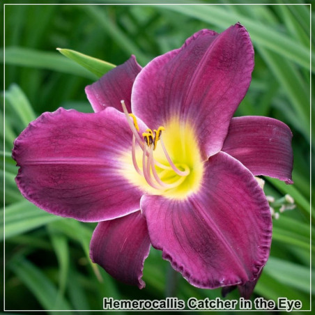 Hemerocallis Catcher in the Eye