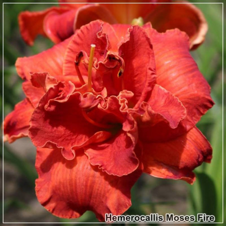 Hemerocallis Moses Fire