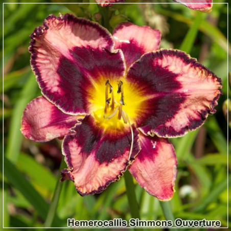 Hemerocallis Simmons Overture