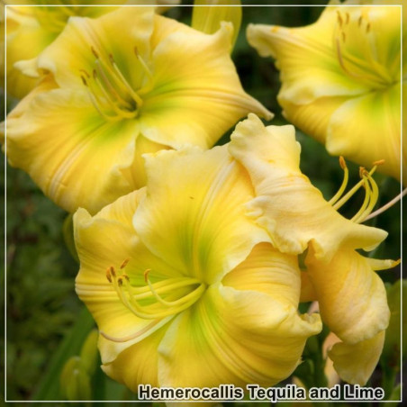 Hemerocallis Tequila and Lime