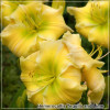 Hemerocallis Tequila and Lime