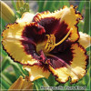 Crin de zi - Hemerocallis Tiger Blood