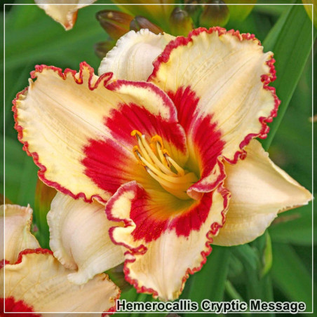 Hemerocallis Cryptic Message