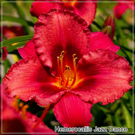Hemerocallis Jazz Dance