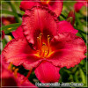Hemerocallis Jazz Dance