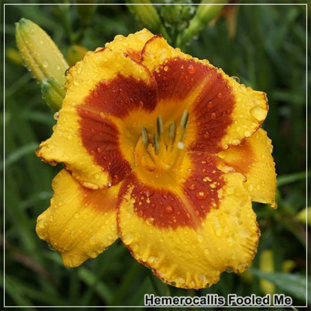 Crin de zi Hemerocallis Fooled Me – galben cu roșu
